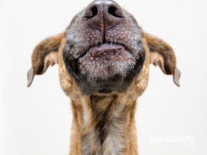 El día que mi perro y yo nos intercambiamos los cerebros