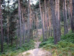 ¿CAMINO CONOCIDO O CAMINO NUEVO?